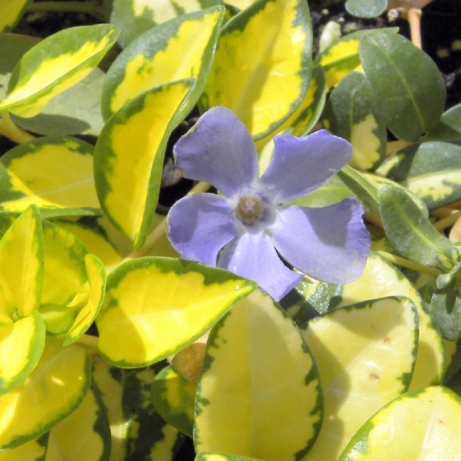 Žiemė (Vinca minor) 'Illumination' visžalis svyrantis šliaužiantis mėlynais žiedais nereiklus