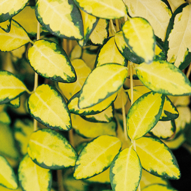 Žiemė (Vinca minor) 'Illumination' visžalis svyrantis šliaužiantis mėlynais žiedais nereiklus