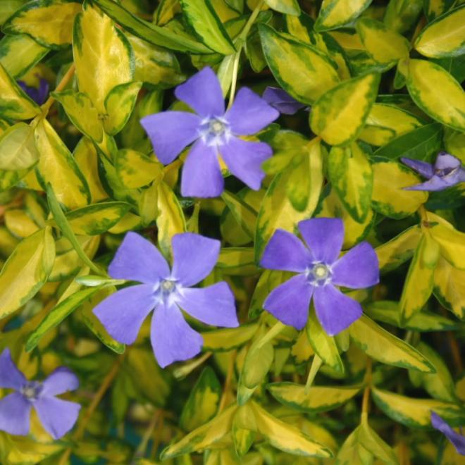Žiemė (Vinca minor) 'Illumination' visžalis svyrantis šliaužiantis mėlynais žiedais nereiklus