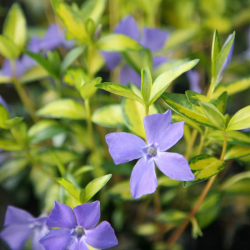 Žiemė (Vinca minor) 'Illumination' visžalis svyrantis šliaužiantis mėlynais žiedais nereiklus