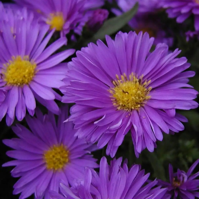 Astras (Aster novi-belgii) 'Royal Velvet'