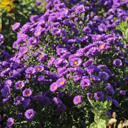Astras (Aster novi-belgii) 'Royal Velvet'