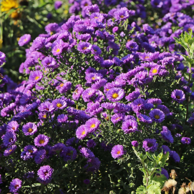 Astras (Aster novi-belgii) 'Royal Velvet'