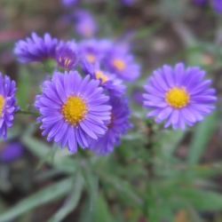 Astras (Aster novi-belgii) 'Royal Velvet'