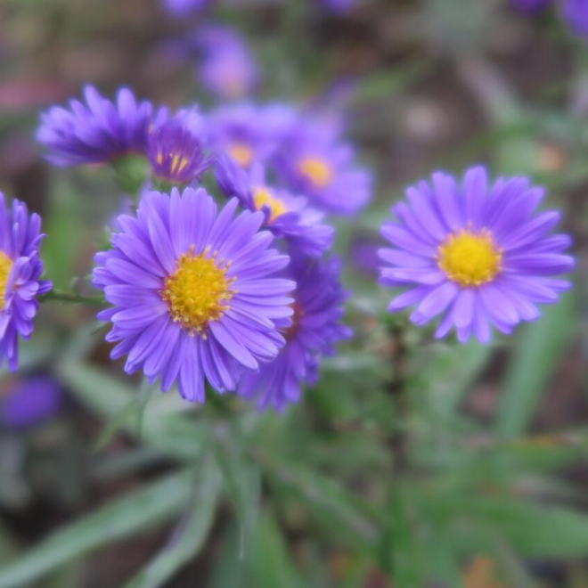 Astras (Aster novi-belgii) 'Royal Velvet'
