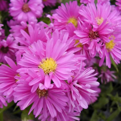 Astras (Aster novi-belgii) 'Patricia Ballard'