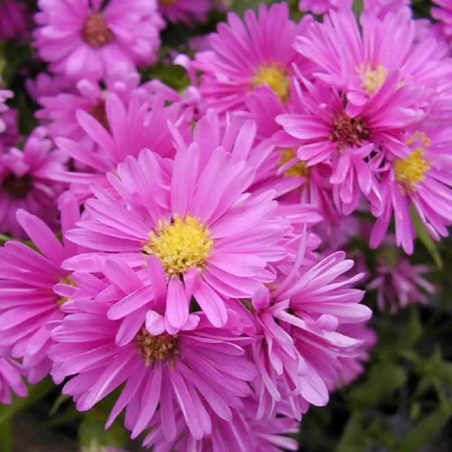 Astras (Aster novi-belgii) 'Patricia Ballard'