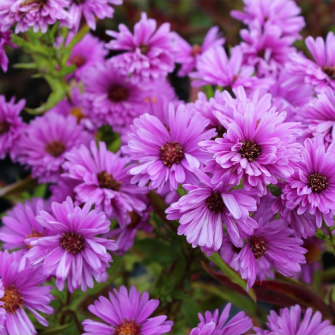 Astras (Aster novi-belgii) 'Patricia Ballard'