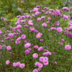 Astras (Aster novi-belgii) 'Patricia Ballard'
