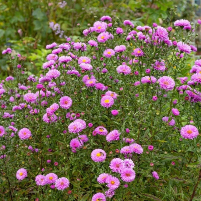 Astras (Aster novi-belgii) 'Patricia Ballard'