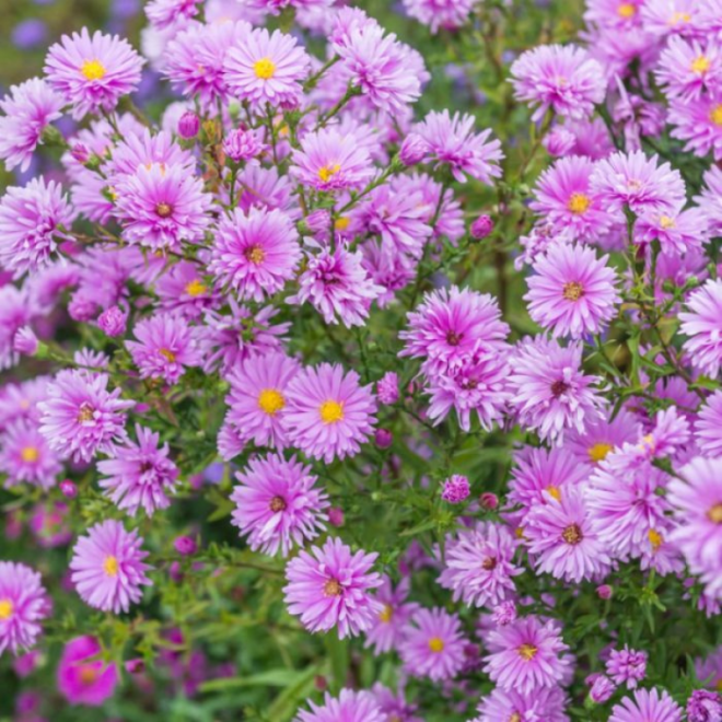 Astras (Aster novi-belgii) 'Patricia Ballard'
