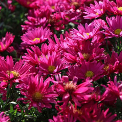 Astras (Aster novi-belgii) 'Royal Ruby'