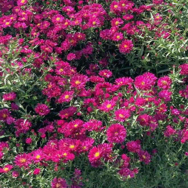 Astras (Aster novi-belgii) 'Royal Ruby'