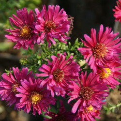 Astras (Aster novi-belgii) 'Royal Ruby'