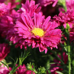 Astras (Aster novi-belgii) 'Royal Ruby'