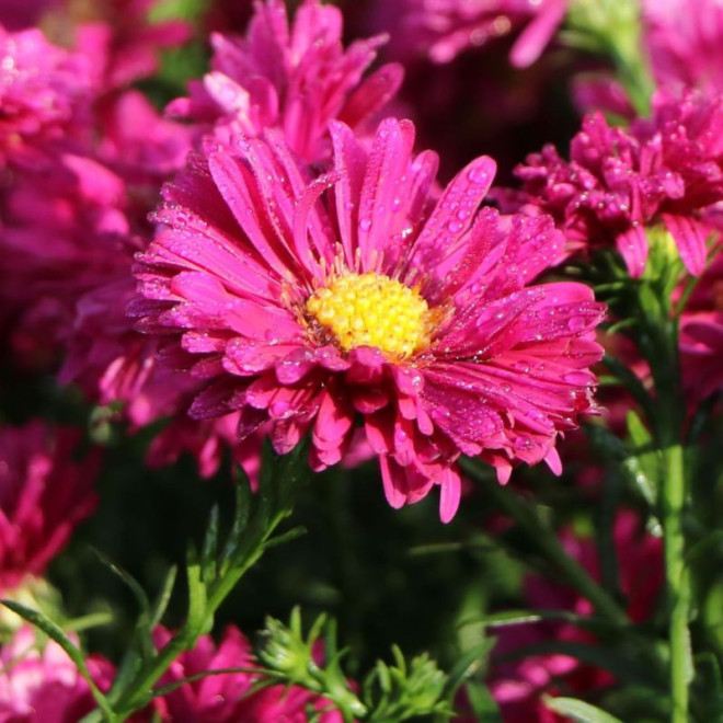 Astras (Aster novi-belgii) 'Royal Ruby'