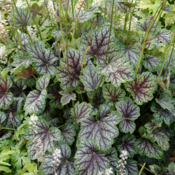 Alūnė (Heichera) 'Beauty Colour' margi lapai