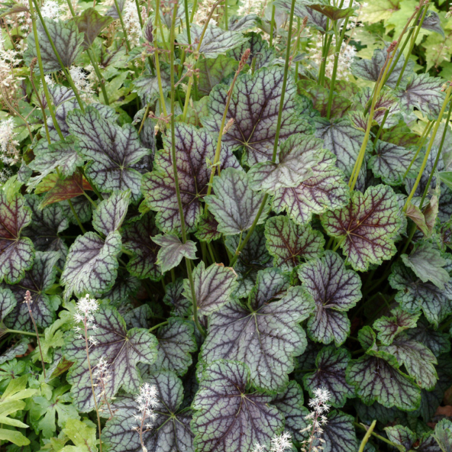 Alūnė (Heichera) 'Beauty Colour' margi lapai