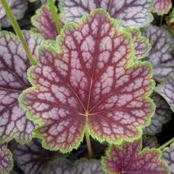 Alūnė (Heichera) 'Beauty Colour' margi lapai