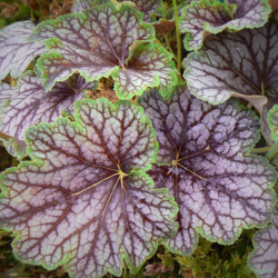 Alūnė (Heichera) 'Beauty Colour' margi lapai