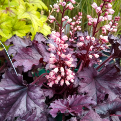 Alūnė (Heuchera) 'Forever Purple'