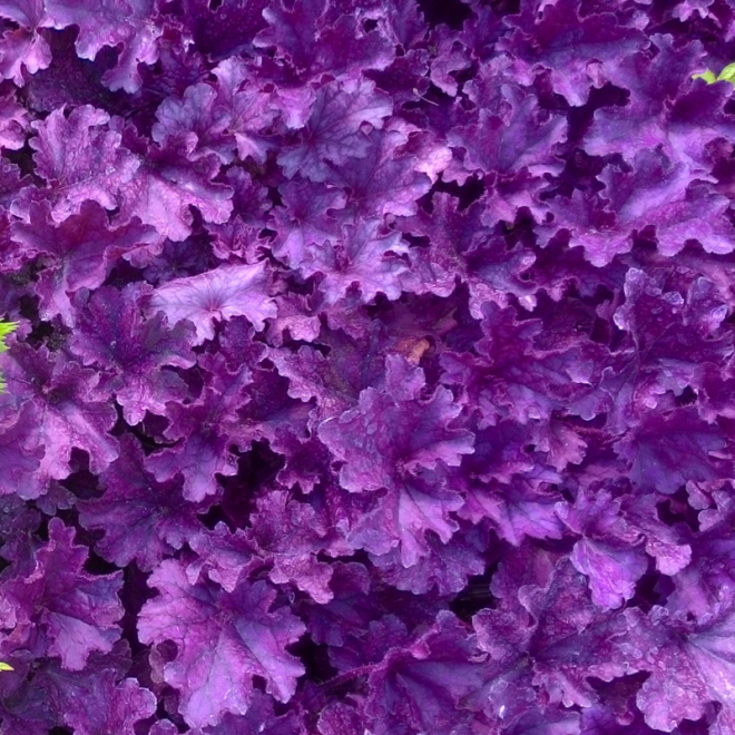 Alūnė (Heuchera) 'Forever Purple'