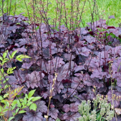 Alūnė (Heuchera) 'Forever Purple'