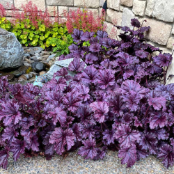 Alūnė (Heuchera) 'Forever Purple'