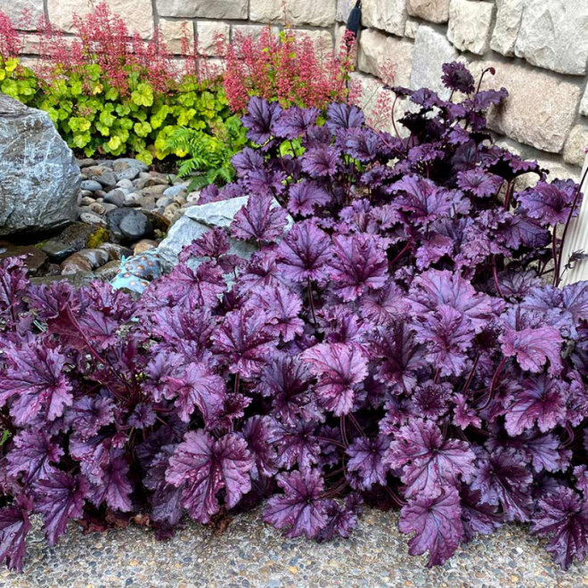 Alūnė (Heuchera) 'Forever Purple'