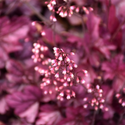 Alūnė (Heuchera) 'Wild Rose'