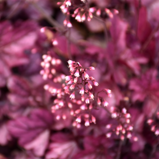 Alūnė (Heuchera) 'Wild Rose'
