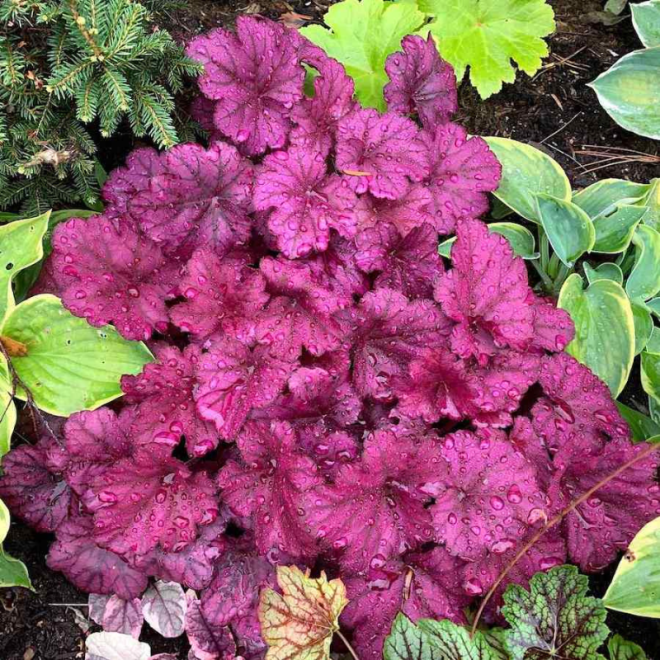 Alūnė (Heuchera) 'Wild Rose'