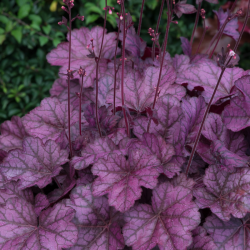 Alūnė (Heuchera) 'Wild Rose'