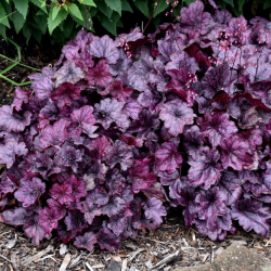 Alūnė (Heuchera) 'Wild Rose'