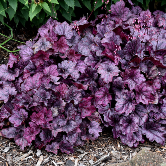 Alūnė (Heuchera) 'Wild Rose'