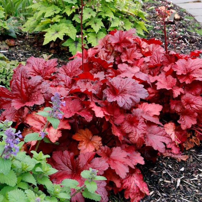 Alūnė (Heuchera) 'Forever Red'