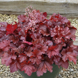 Alūnė (Heuchera) 'Forever Red'