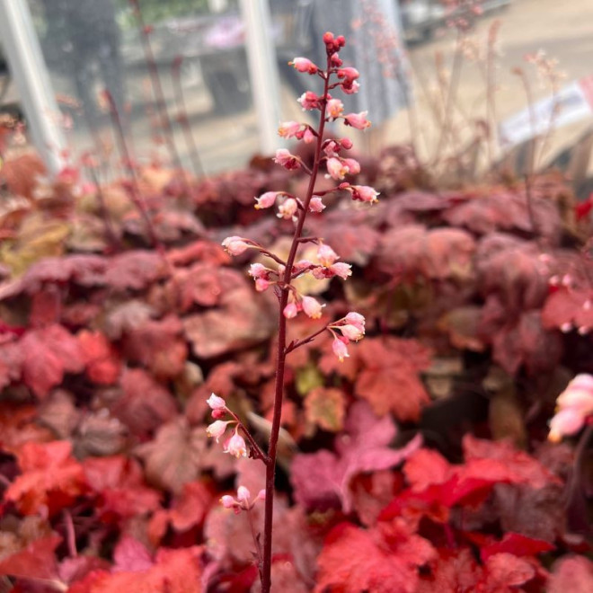 Alūnė (Heuchera) 'Forever Red'