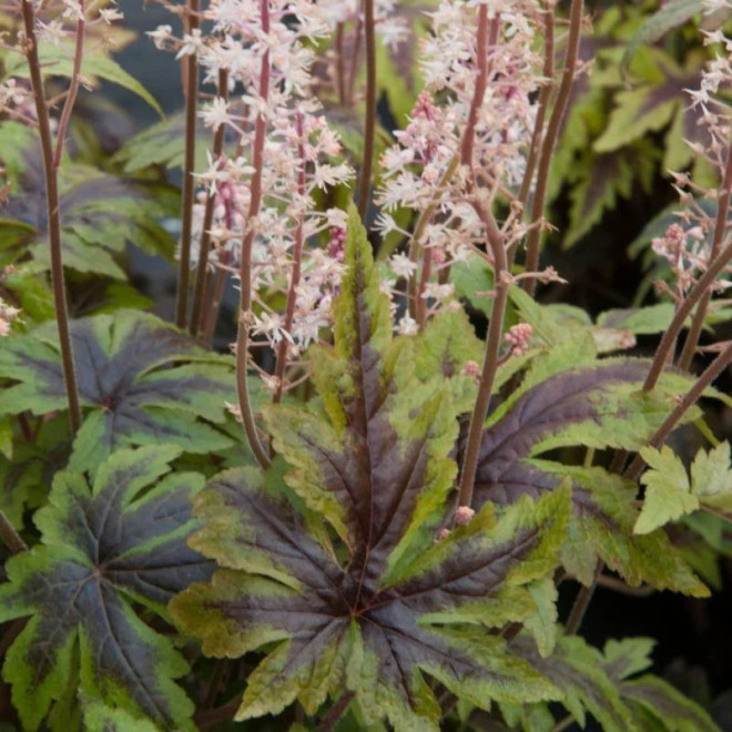 Tiarelė (Tiarella) 'Sugar and Spice'