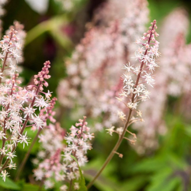 Tiarelė (Tiarella) 'Sugar and Spice'