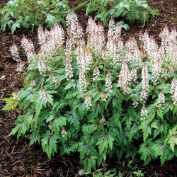 Tiarelė (Tiarella) 'Sugar and Spice'