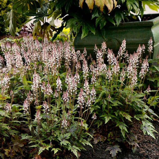 Tiarelė (Tiarella) 'Sugar and Spice'