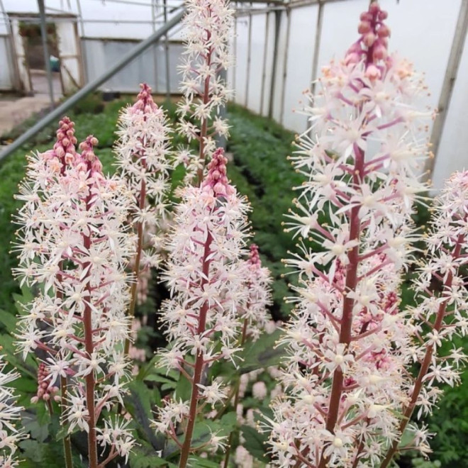 Tiarelė (Tiarella) 'Sugar and Spice'