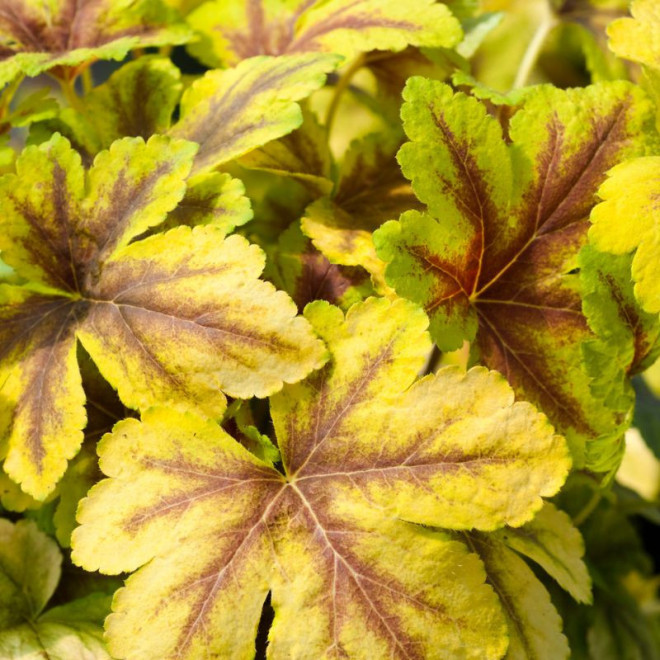 Heicherelė (Heucherella) 'Gold Zebra'