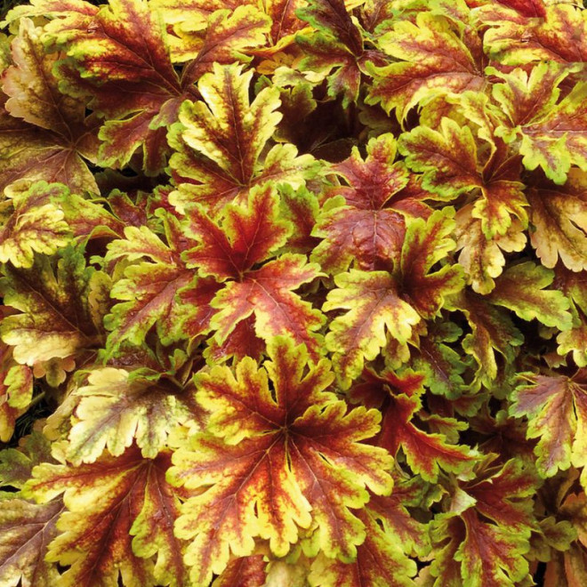 Heicherelė (Heucherella) 'Gold Zebra'