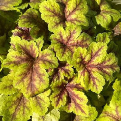 Heicherelė (Heucherella) 'Gold Zebra'