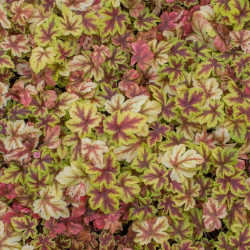 Heicherelė (Heucherella) 'Gold Zebra'