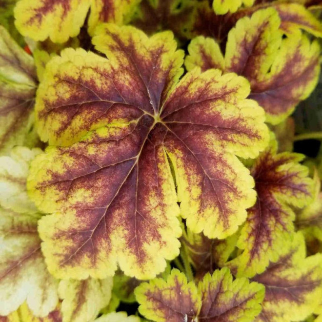 Heicherelė (Heucherella) 'Gold Zebra'