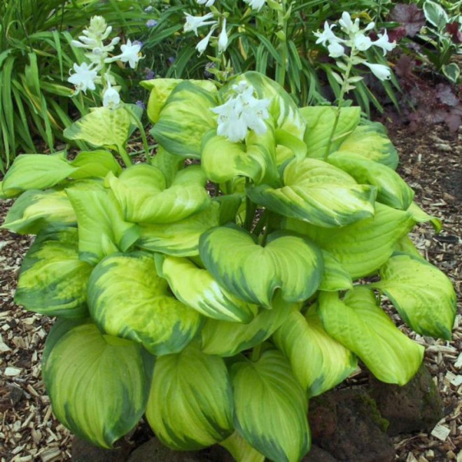 Melsvė (Hosta) 'Stained Glass'