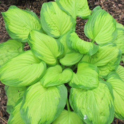 Melsvė (Hosta) 'Stained Glass'